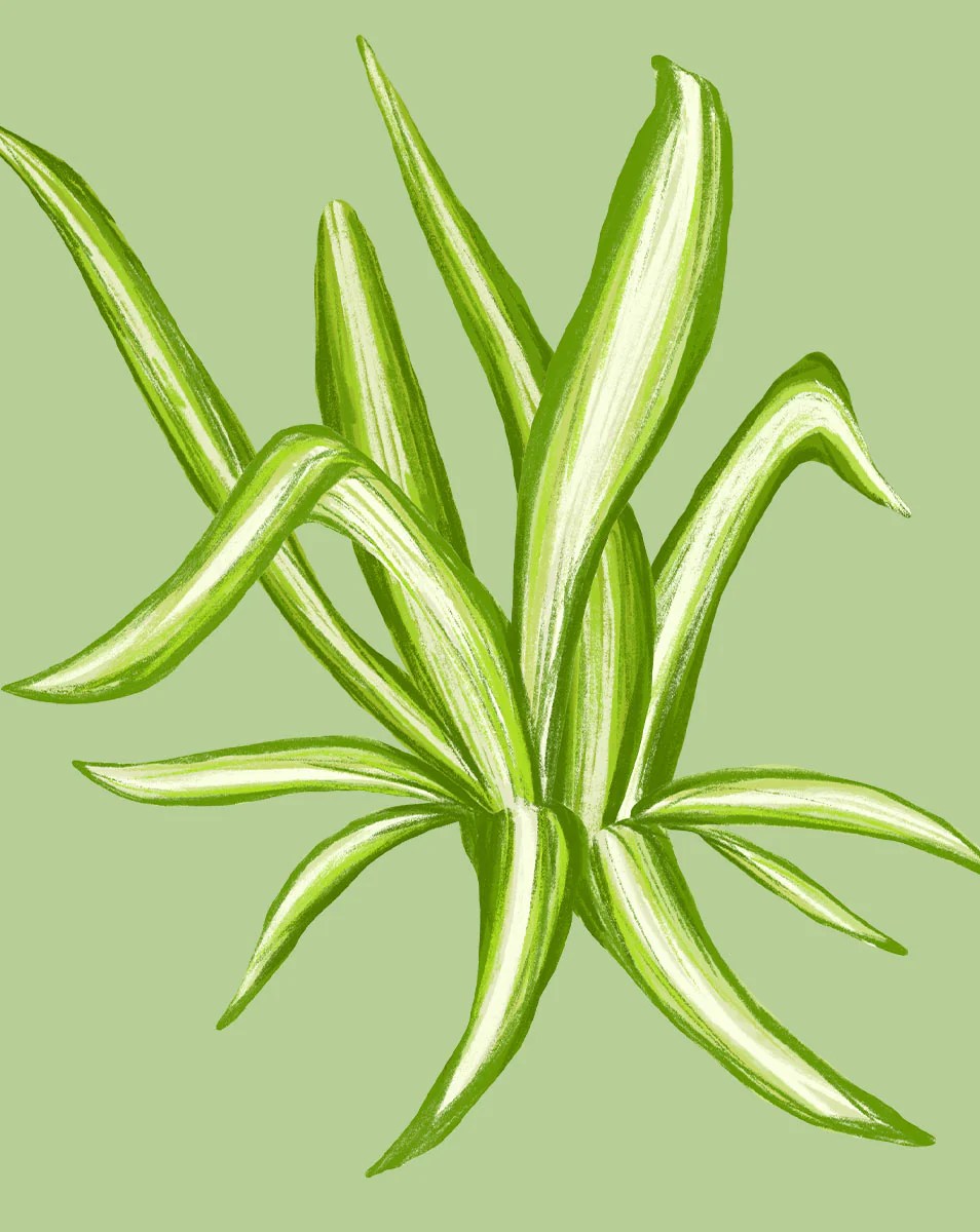 Spider Plant Care How to Grow Chlorophytum comosum Soltech