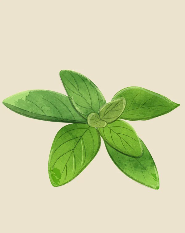 Oregano Plant Care How to Grow Origanum vulgare Soltech