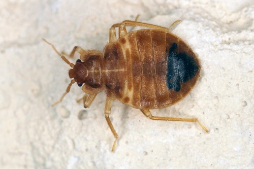 The Bed Bug Informations Extermination Solution Cimex