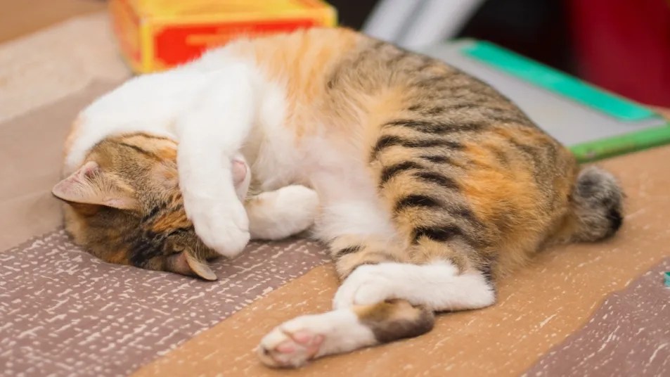 Why Do Cats Cover Their Face When They Sleep Vets Reveal How It Keeps