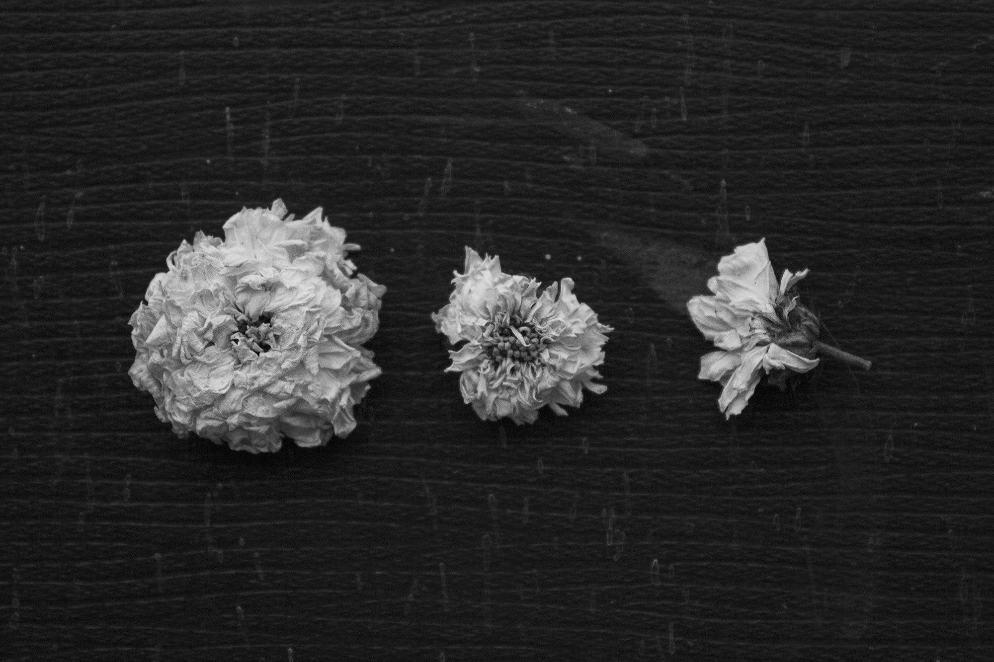 Chrysanthemum Tea GETTING TO THE POINT