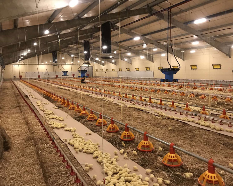 Poultry houses for 35 000 birds — example of heating a poultry farm
