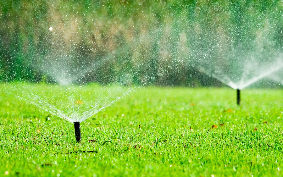 Top 5 Tips for Keeping Squirrels Away From Your Yard Solvermatic