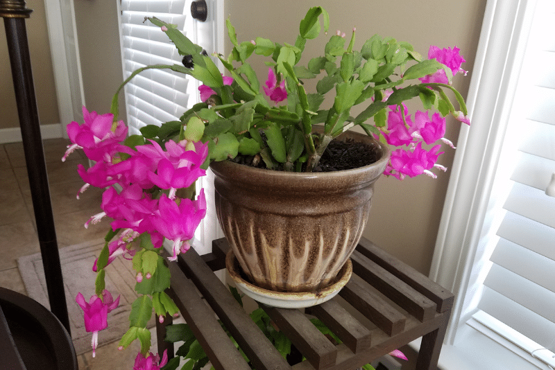 How to Propagate Christmas Cactus Solvermatic