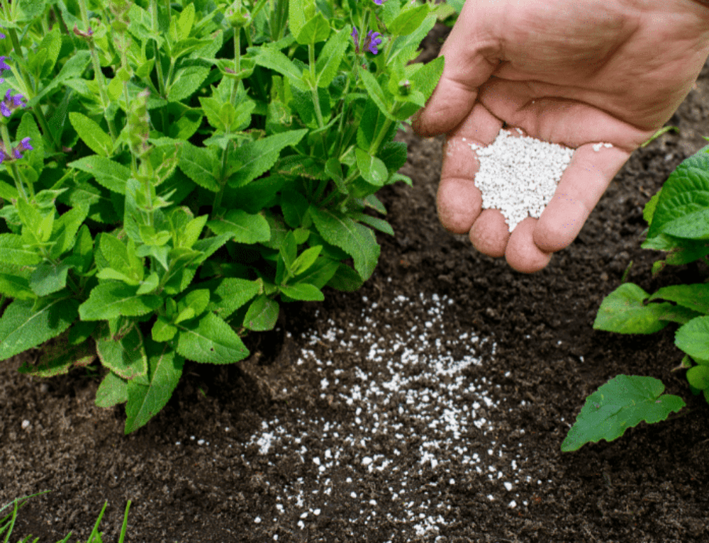 How To Stop Rats Eating Vegetable Garden Solvermatic