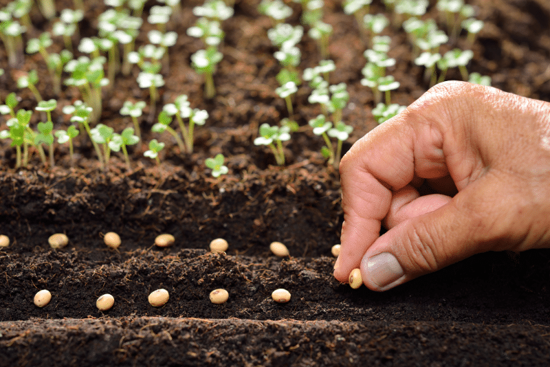 Ultimate Guide to Planting Vegetable Seeds and Seedlings Properly