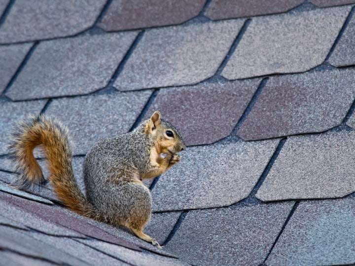 Squirrel Nest Under Solar Panels (What To Do) Solar Panel