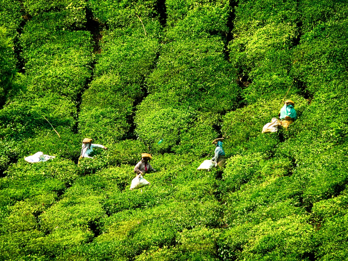 Kerala Tea Plantations Munnar, IndiaSoma Images
