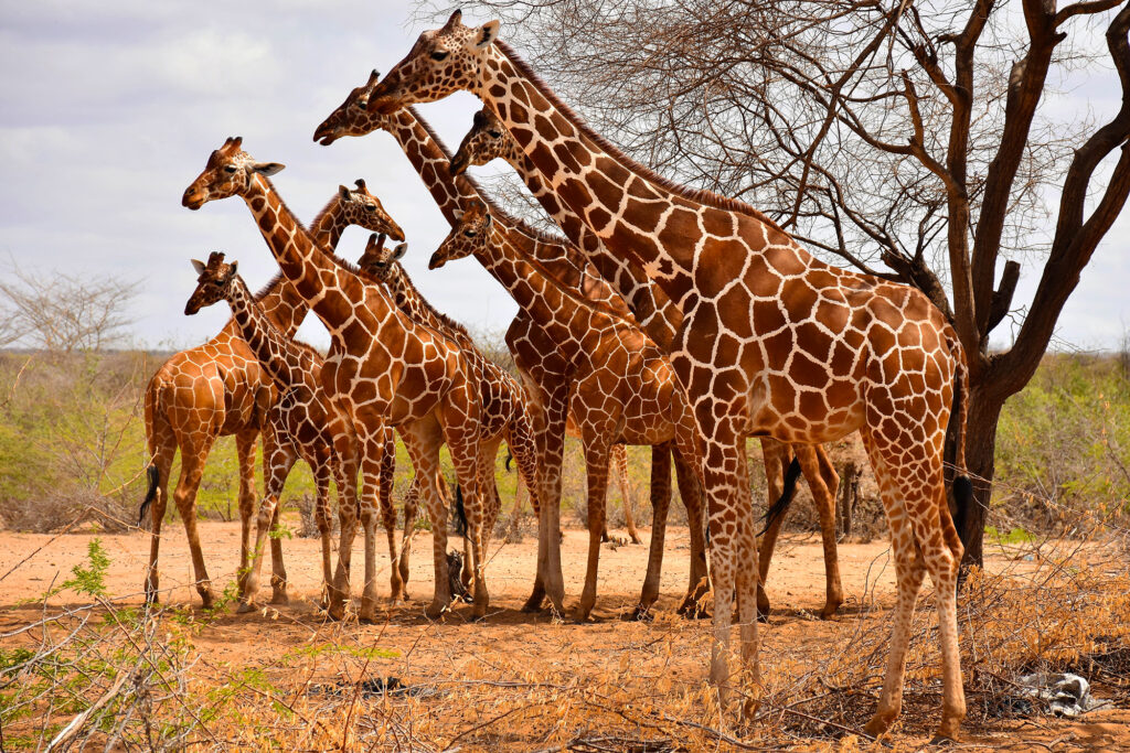 Tracking Giraffes using the innovative tail tags Somali Giraffe Project