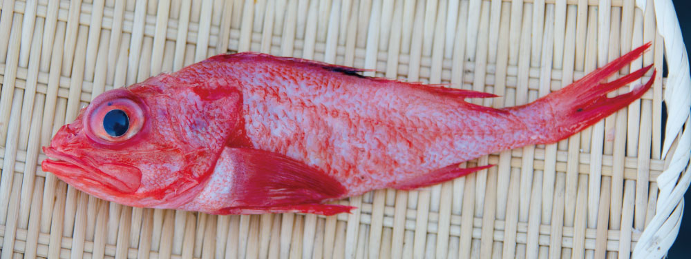 優雅 きんき 魚 ラザダモガ