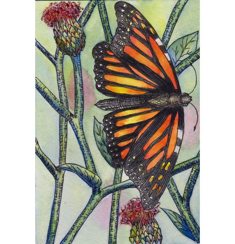 Butterfly Sketch Ballpoint Pen & Watercolor