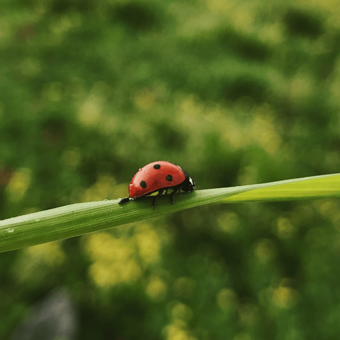 How to Tell the Difference Between Good Ladybugs and Bad Ladybugs