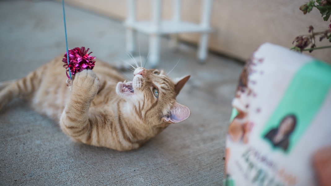 Try this Easy Cat Toy Hack for a ClutterFree Home