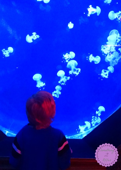 Fun Things to See at the Newport Aquarium