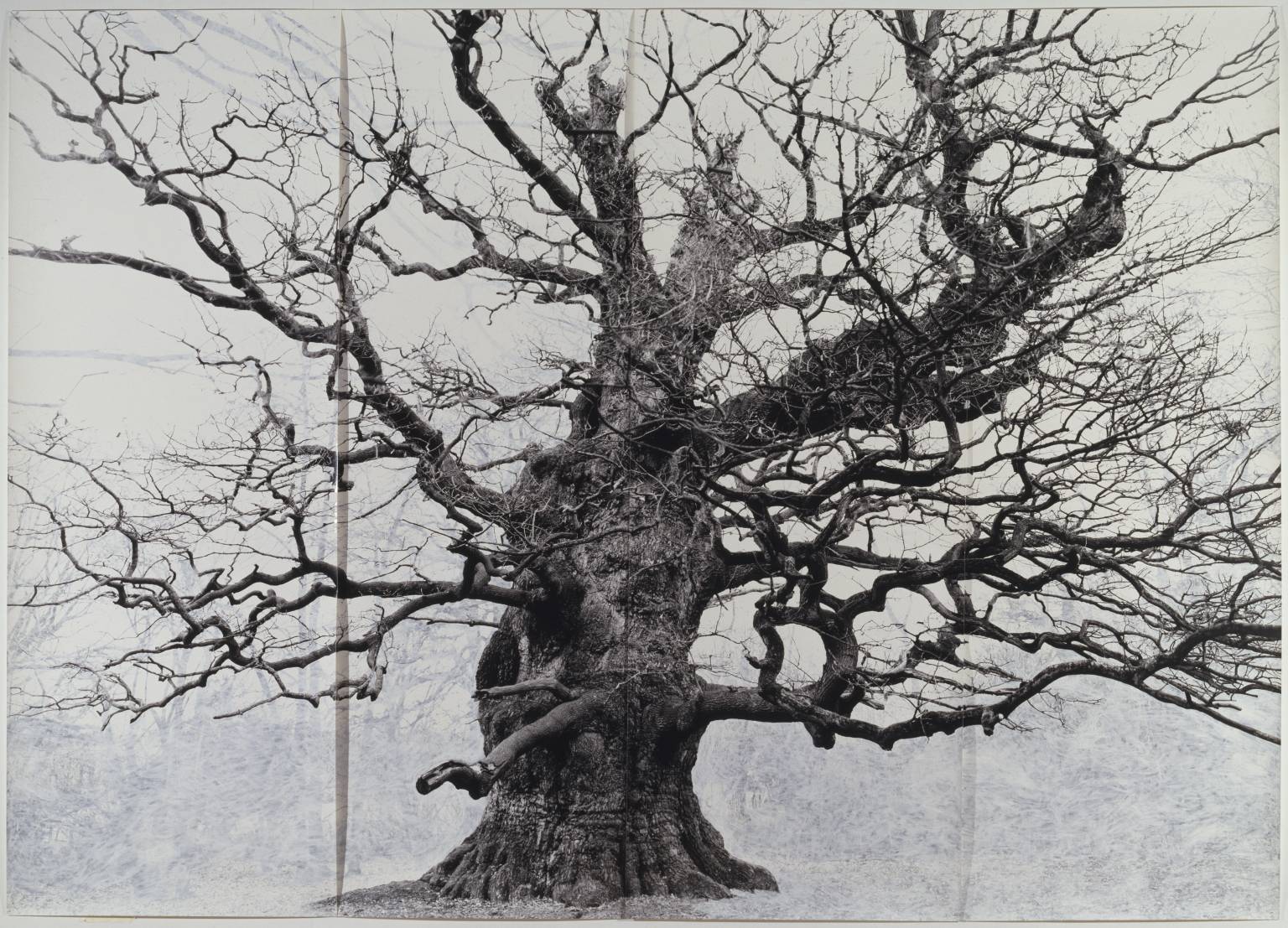 How Trees Secretly Talk To Each Other Something Curated