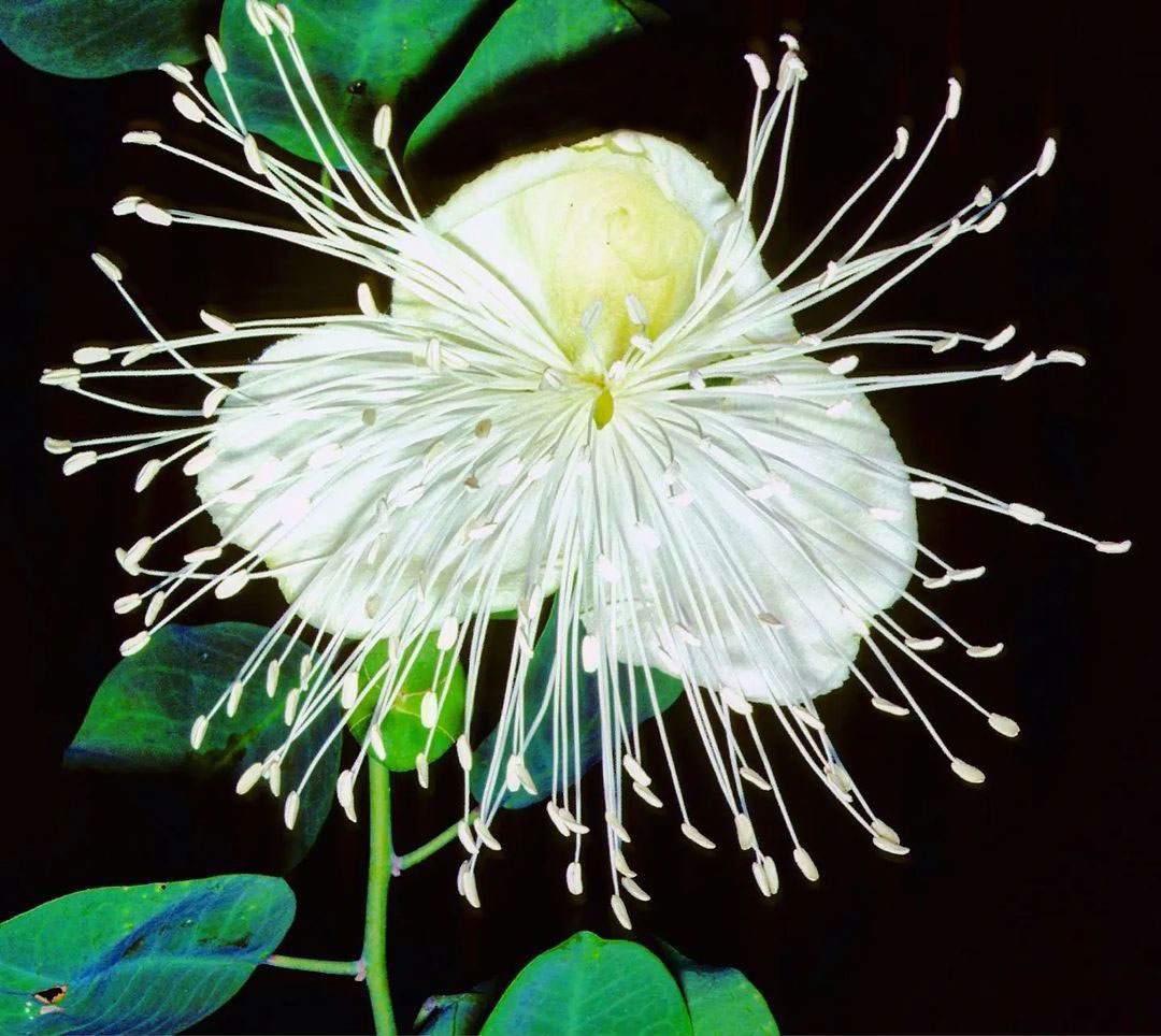 The Instagram Account Archiving The Botanical Splendour Of Hawaii