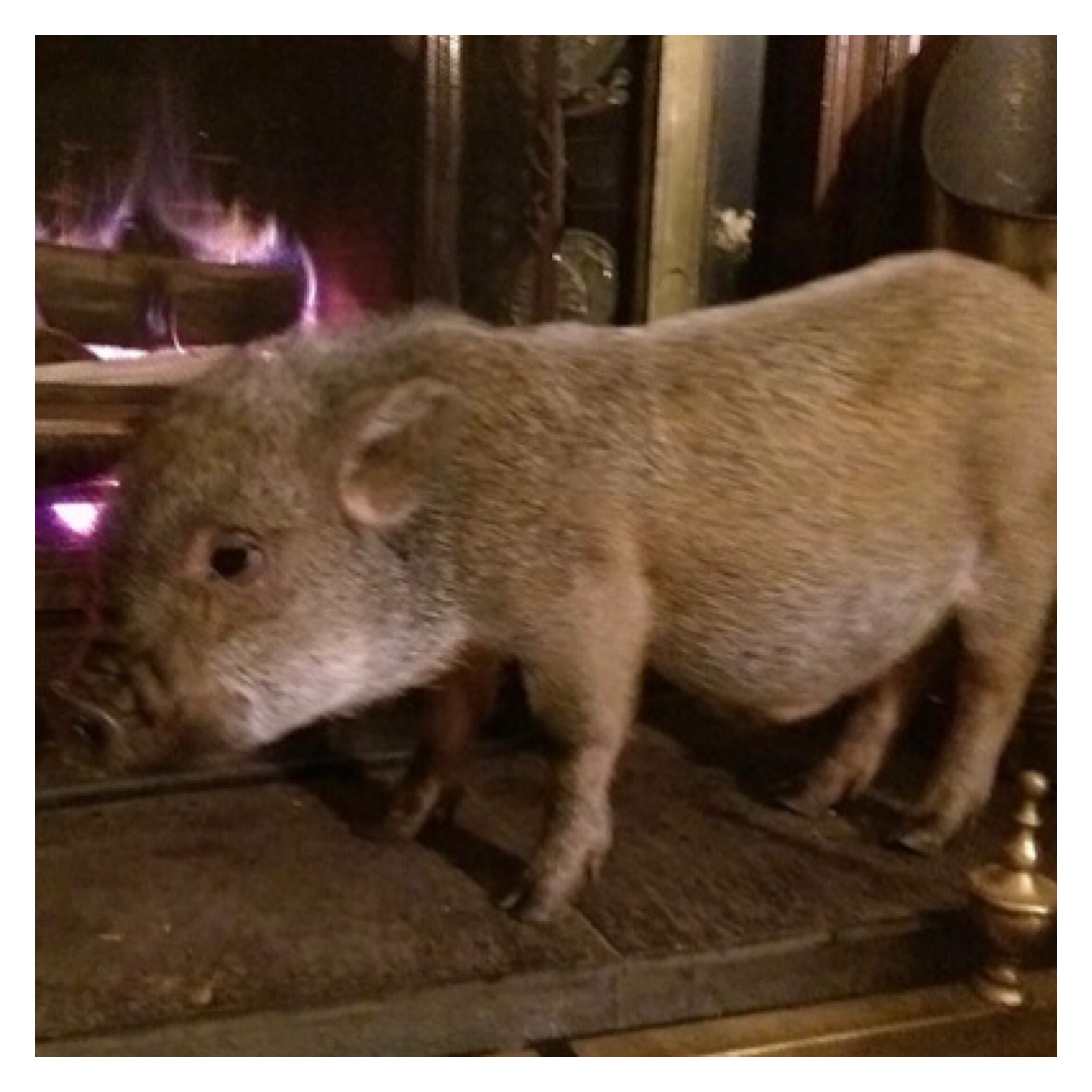 Pigs in zen… Something in the way she moves…