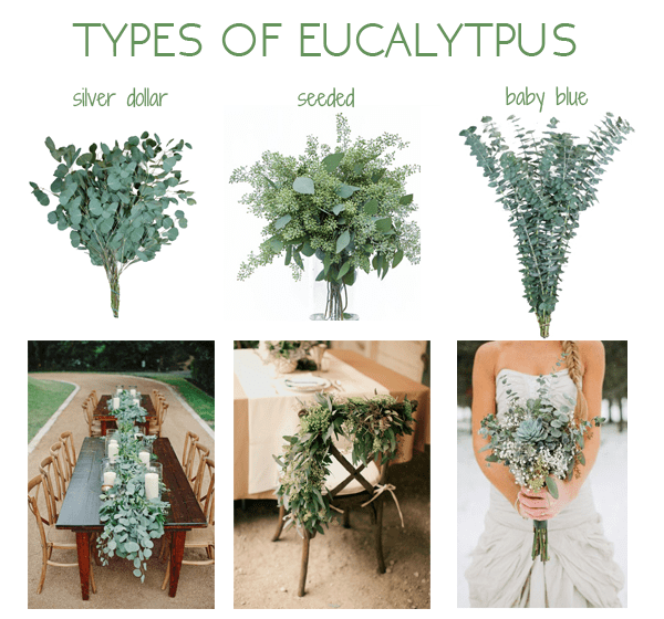 Check out these ideas to include eucalyptus in your wedding!