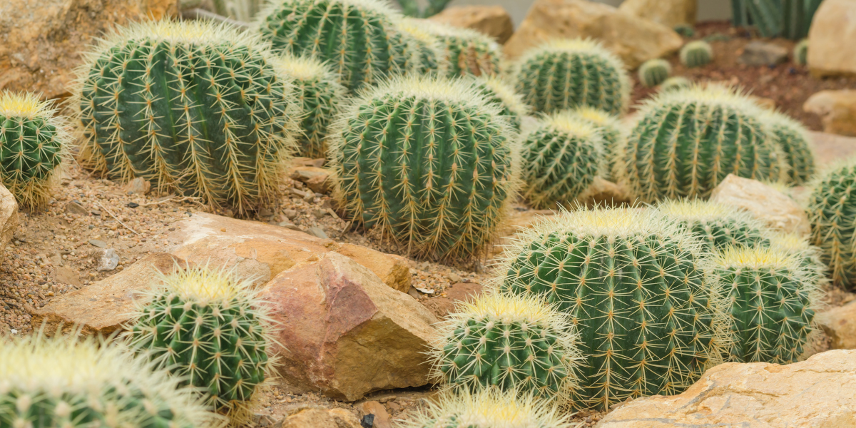 51 Best Cactus Quotes That Mention These Spiky Succulents