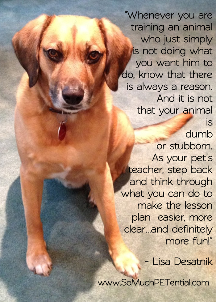 Positive Reinforcement In Dog Training So Much Petential Cincinnati