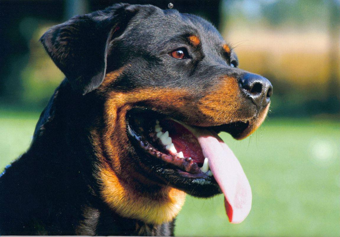 11 Things that Dogs Rottweiler Can Predict SonderLives