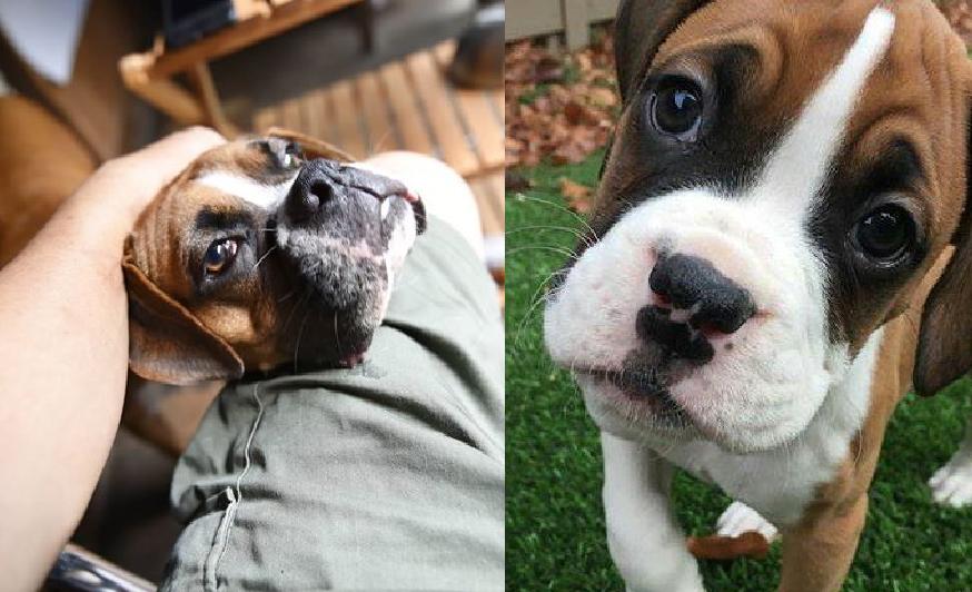 Why Do Boxer Dogs Hug