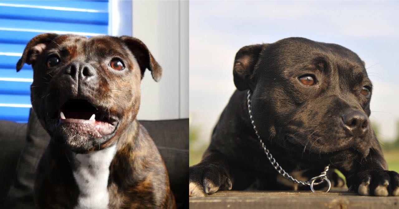 Veterinarians Have Answered Why Do Staffies Bark at Certain People and