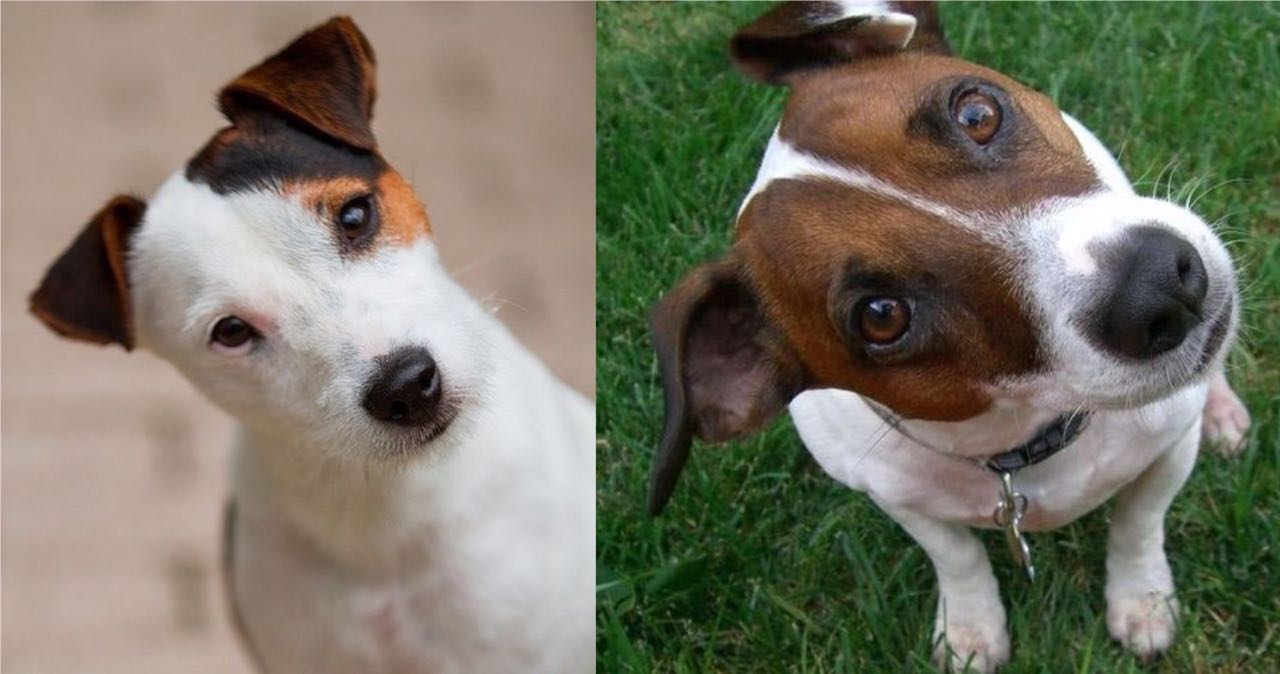 According To Science, This Is What It Means When Your Jack Russells
