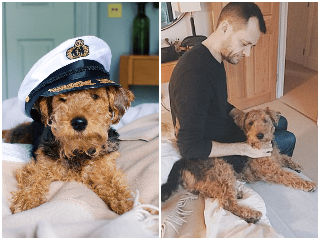 Are Airedale Terriers Cuddly