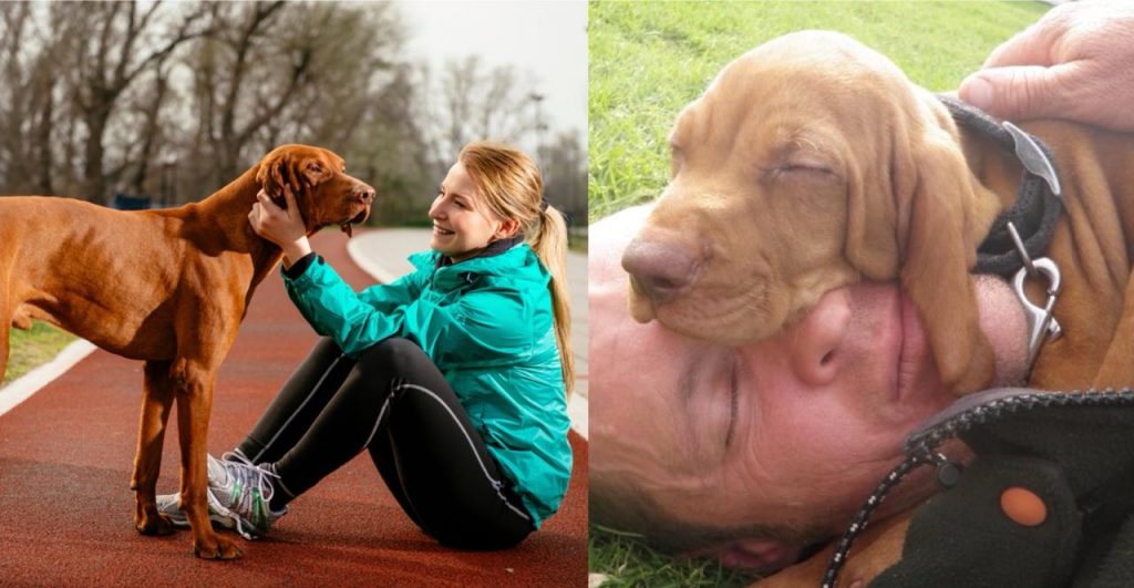 Scientists Have Found That Vizsla Owners Love Their Dogs