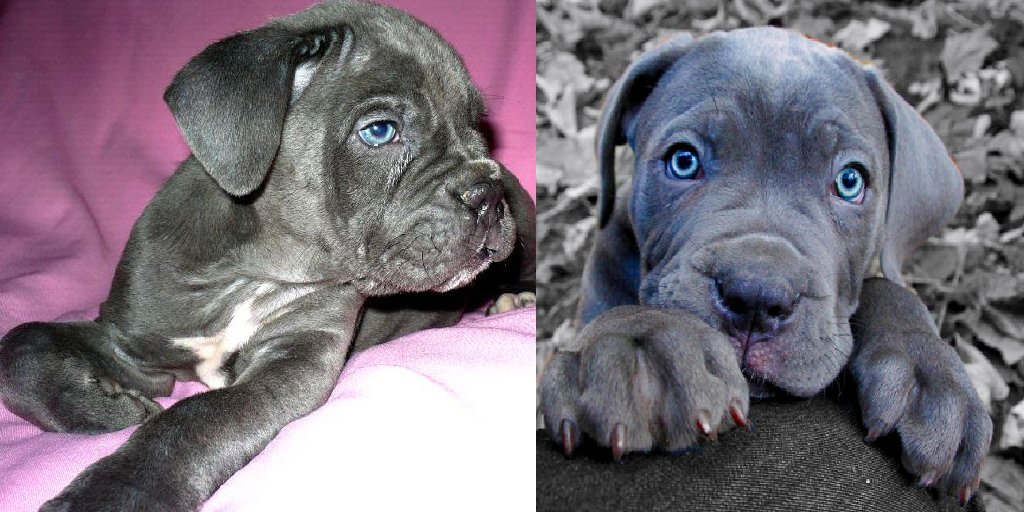 6 Ways You May Be Hurting Your Cane Corso's Feelings Without Even