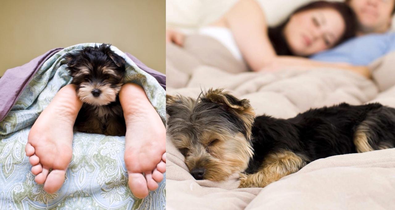 How Many Hours Does A Yorkie Sleep