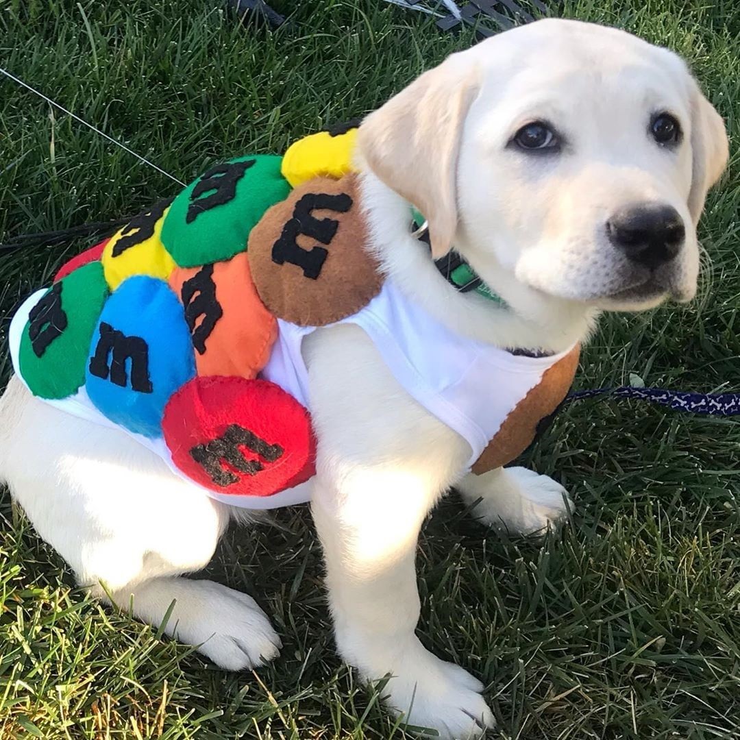 Science Says Your Labrador Adopts Your Personality Over Time SonderLives