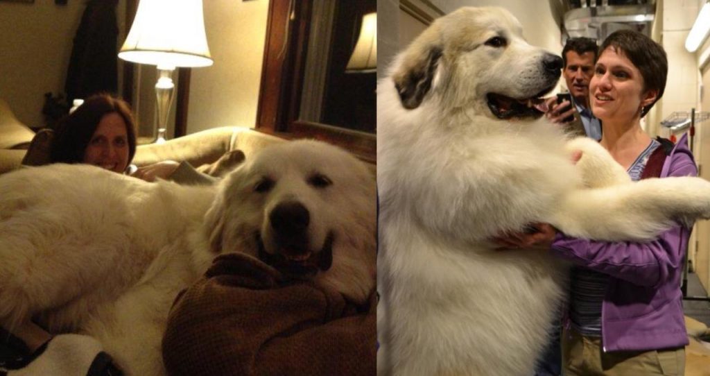 Scientists Have Found That Great Pyrenees Owners Love Their Dogs More