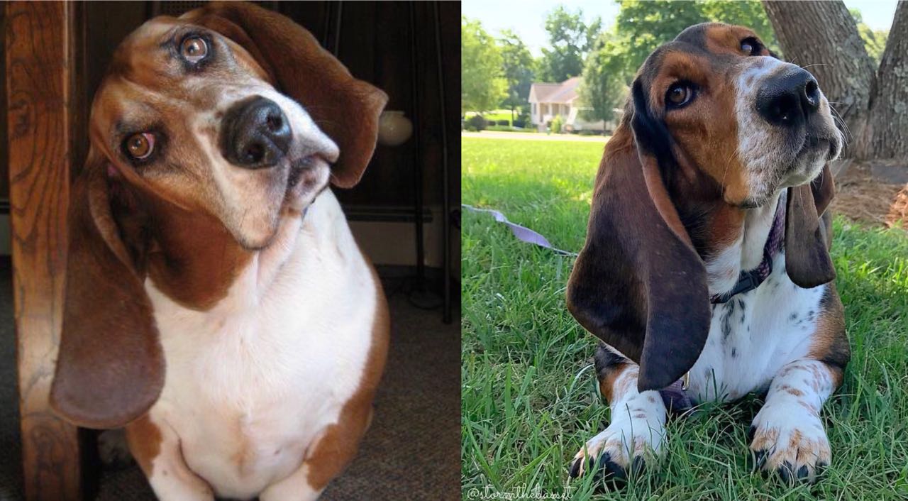 According To Science, This Is What It Means When Your Basset Hounds