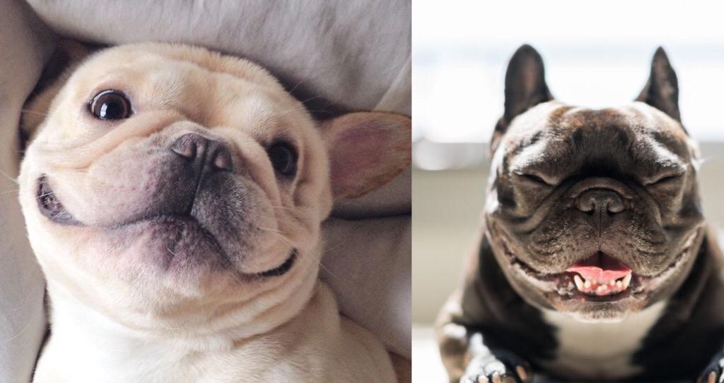 Science Has Confirmed You Will be Happier If You Have a Frenchie Next