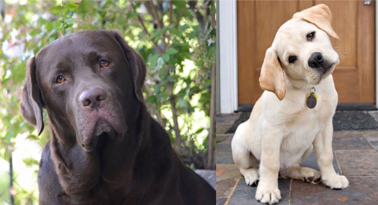 According To Science, This Is What It Means When Your Labradors Tilt