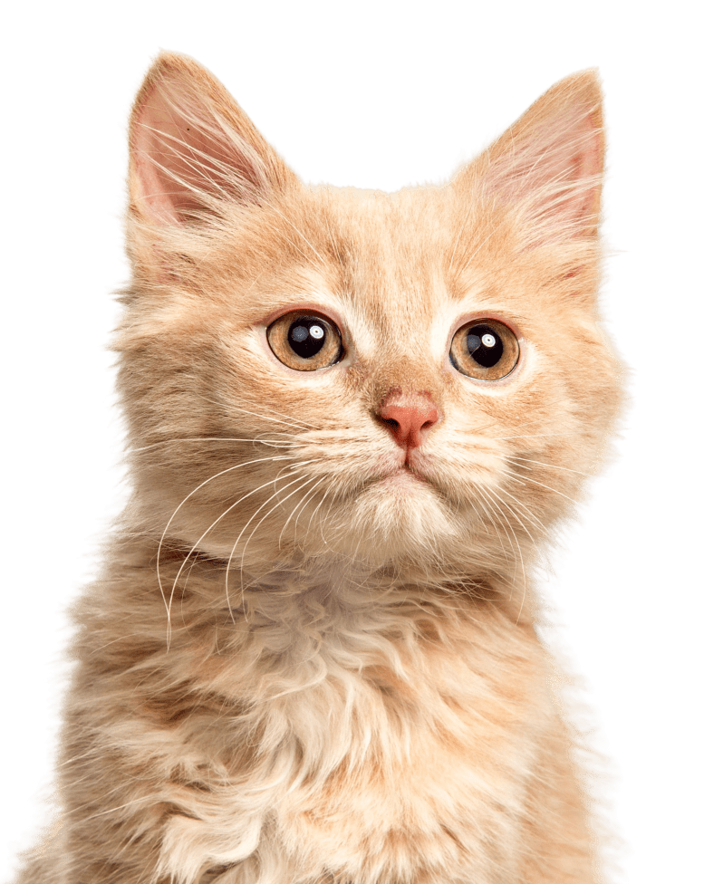 Lucky Established & Trusted Pet Care Service