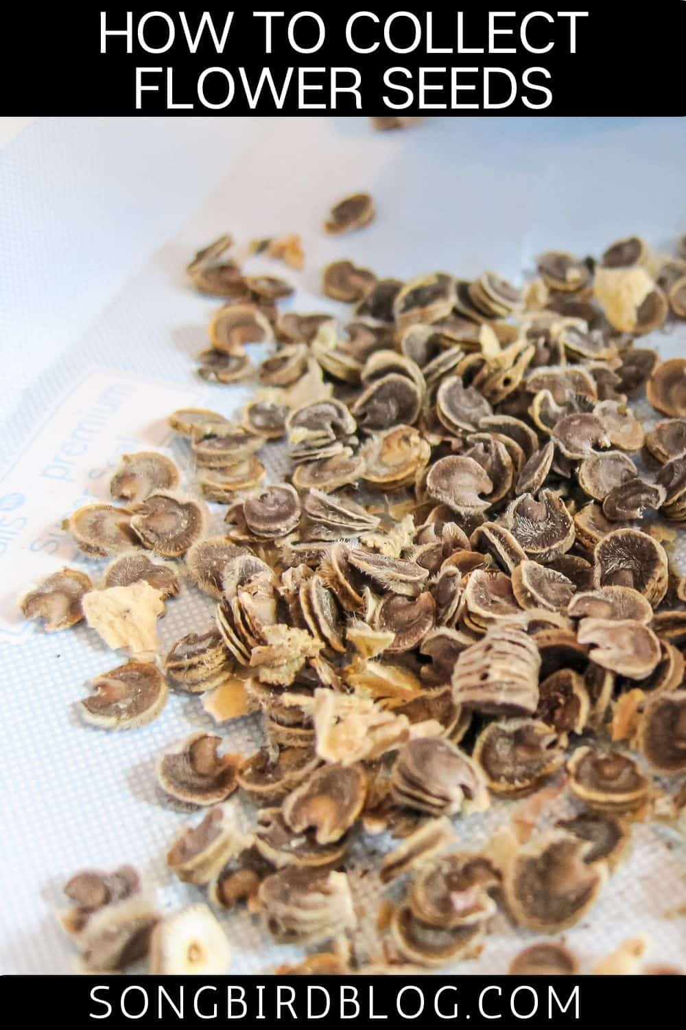 How to Get Seeds From Flowers (easy pro tips)