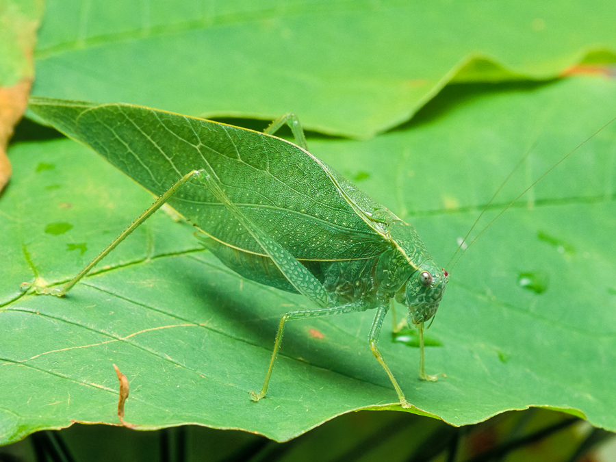 Greater Anglewing Songs of Insects