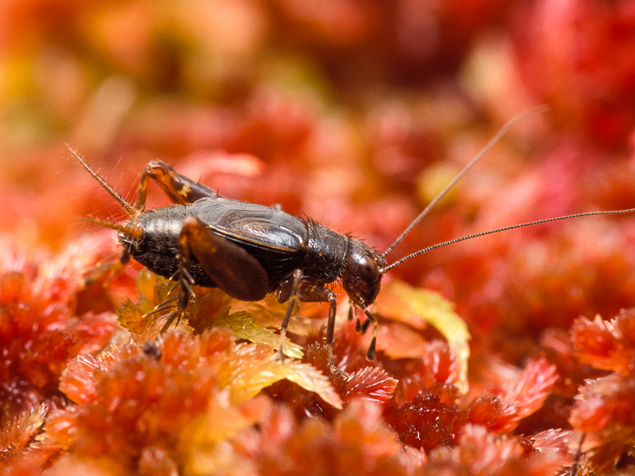 Sphagnum Ground Cricket Songs of Insects