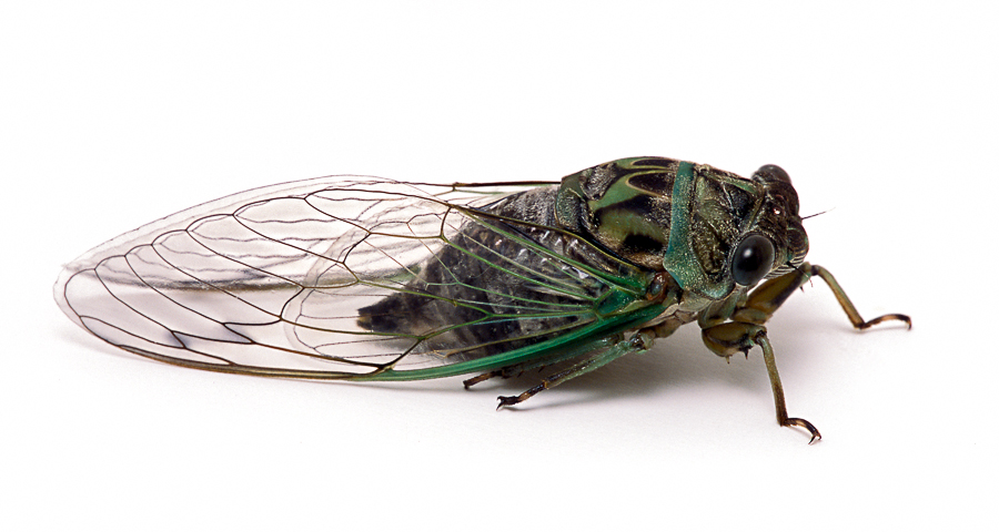 Dogday Cicada Songs of Insects