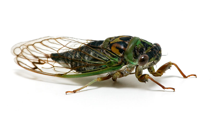 Davis’ Southeastern Dogday Cicada Songs of Insects