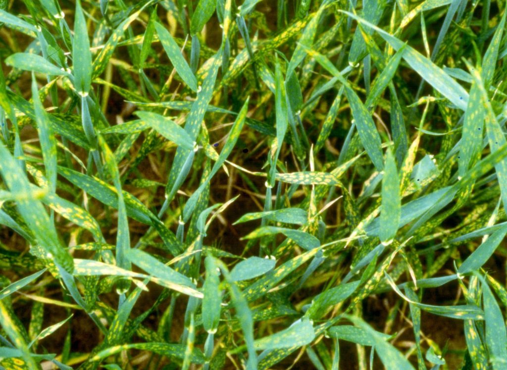 Roles of Nutrients in Plants Sonic Essentials