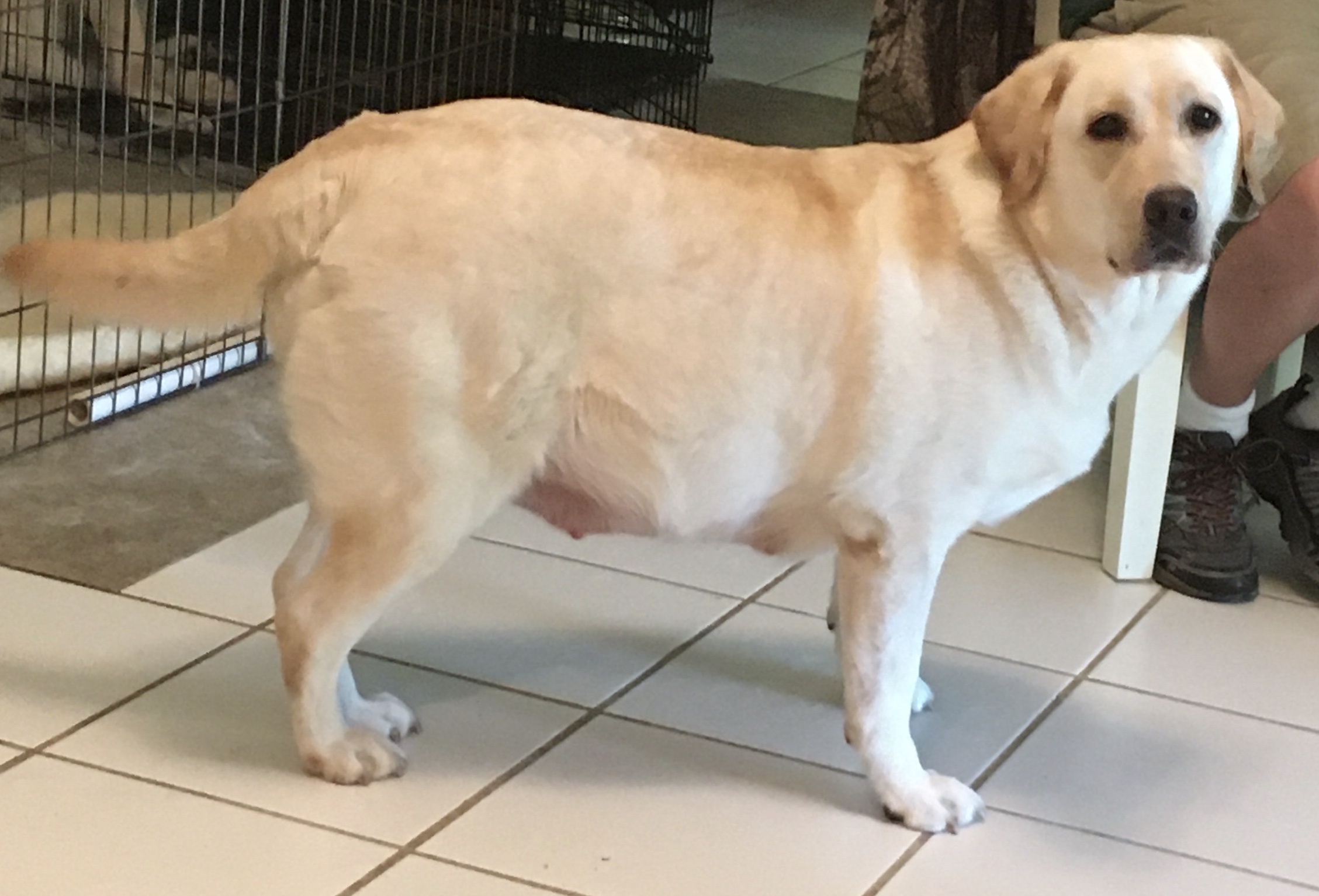 Sonlight Labrador Retrievers Litters