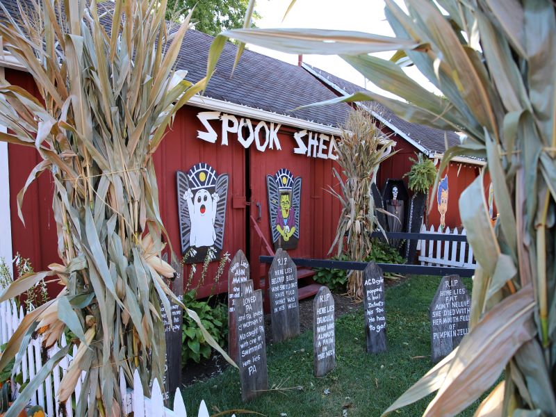 Fall Festival at Sonny Acres Farm