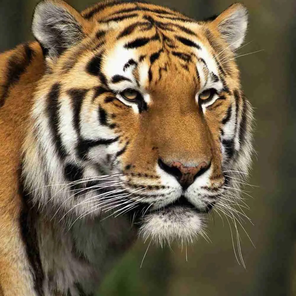 What Does The Wolf Symbolize In Chinese Culture?