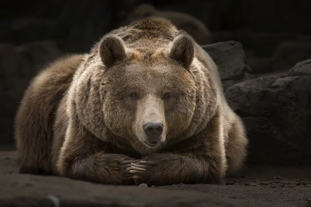 What Does The Bear Symbolize In Chinese Culture?