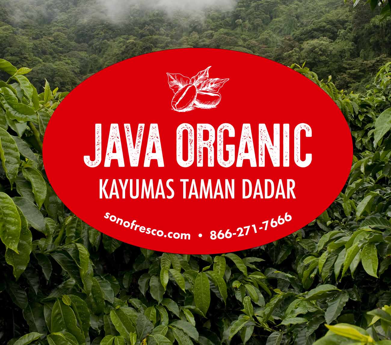 Java Organic Kayumas Taman Dadar for Sale Green Coffee Beans