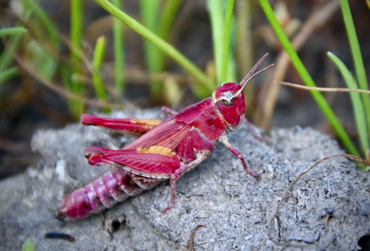 Painted Meadow Sonoma Mountain Ecology Notes
